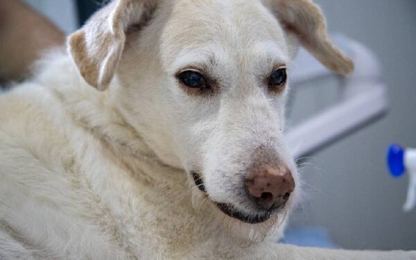 Sintomas que podem custar a vida do seu cachorro
