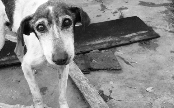 Sintomas que podem custar a vida do seu cachorro
