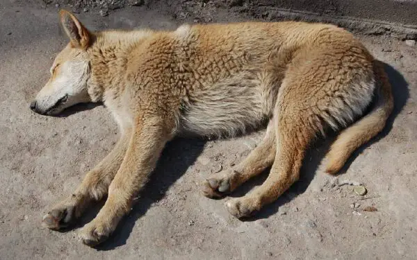 Sintomas que podem custar a vida do seu cachorro
