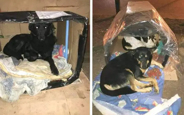 Taxista constrói casas para proteger cães de rua em dias de frio e chuva Taxista constrói casas para proteger cães de rua em dias de frio e chuva
