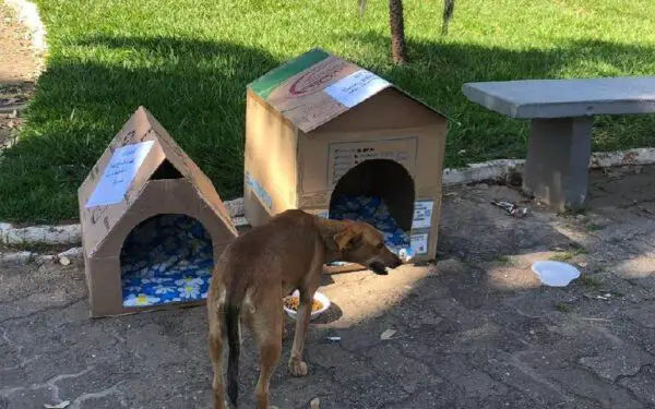 Taxista constrói casas para proteger cães de rua em dias de frio e chuva Taxista constrói casas para proteger cães de rua em dias de frio e chuva