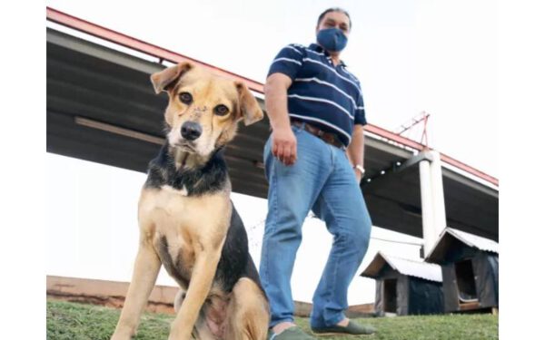 Taxista constrói casas para proteger cães de rua em dias de frio e chuva Taxista constrói casas para proteger cães de rua em dias de frio e chuva