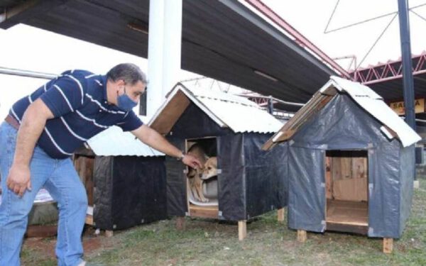 Taxista constrói casas para proteger cães de rua em dias de frio e chuva