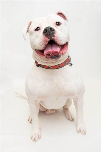 Homem abandona cachorro e deixa um bilhete emocionante e revoltante Homem abandona cachorro e deixa um bilhete emocionante e revoltante