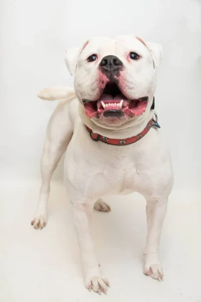 Homem abandona cachorro e deixa um bilhete emocionante e revoltante Homem abandona cachorro e deixa um bilhete emocionante e revoltante