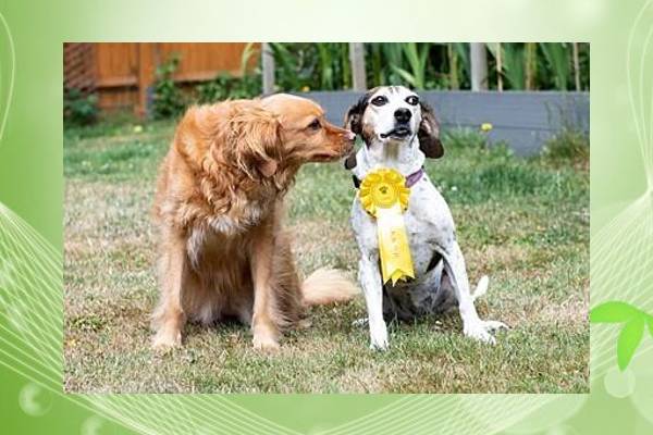 cachorra-some-e-volta-com-medalha-de-corrida