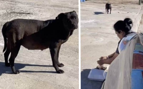 A alegria de uma cachorra grávida ao ver que está sendo resgatada A alegria de uma cachorra grávida ao ver que está sendo resgatada