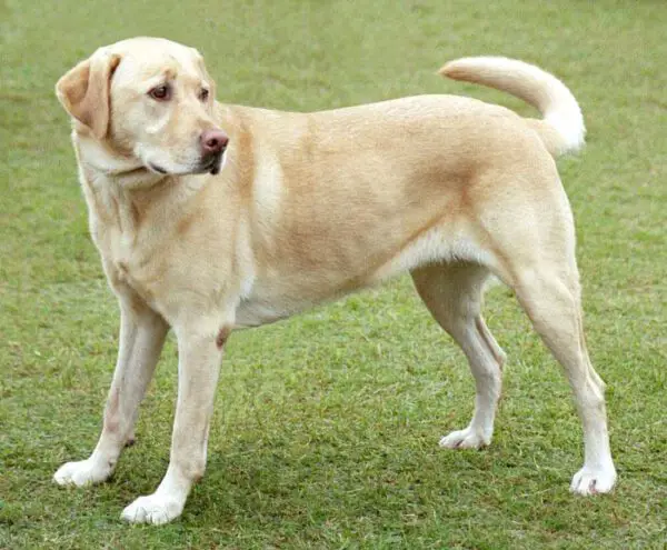 Quais as raças de cães da Patrulha Canina