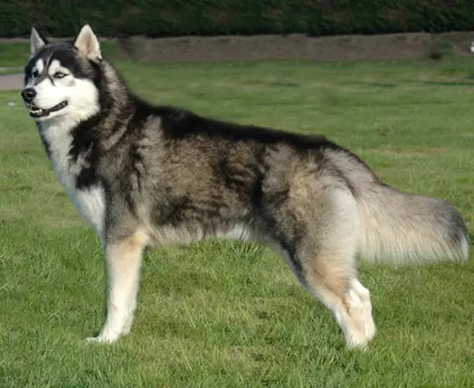 Quais as raças de cães da Patrulha Canina