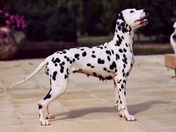 Quais as raças de cães da Patrulha Canina