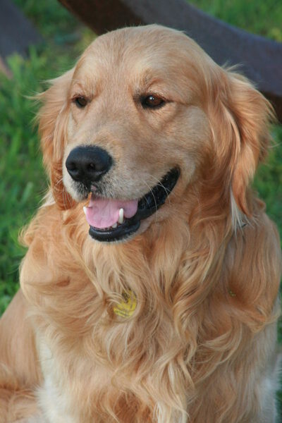 Quais as raças de cães da Patrulha Canina