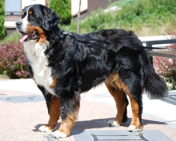 Quais as raças de cães da Patrulha Canina