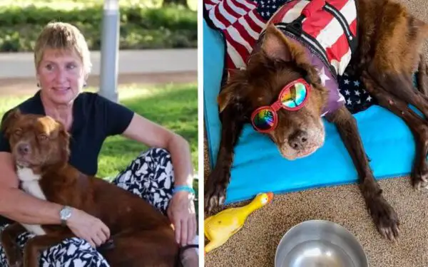 Cachorra idosa de 17 anos passa os dias cochilando na piscina Cachorra idosa de 17 anos passa os dias cochilando na piscina