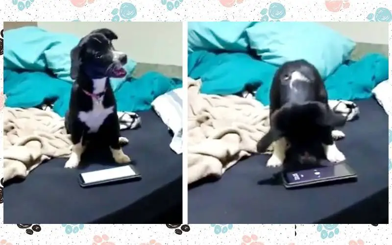 Homem fica surpreso ao descobrir que seu cachorro aprendeu sozinho a desativar o despertador