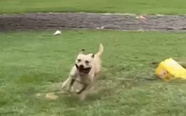 Cachorro dança na chuva depois de meses preso no abrigo Cachorro dança na chuva depois de meses preso no abrigo