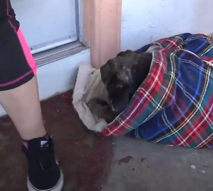 Cachorro doente se enrola em cobertor na varanda e implora ajuda