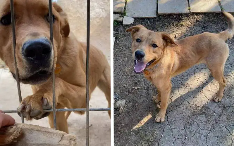 Cachorro devolvido chora de tristeza e se recusa a comer cachorro-devolvido-chora-de-tristeza-e-se-recusa-a-comer
