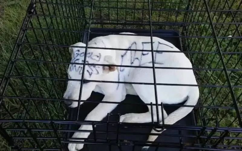Cachorrinho abandonado é encontrado com mensagem triste escrita no corpo Cachorrinho abandonado é encontrado com mensagem triste escrita no corpo