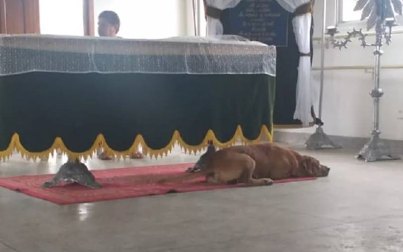 Cachorro mostra seu amor ficando ao lado do caixão do tutor em cidade do ES cachorro-fica-ao-lado-do-caixao-do-tutor