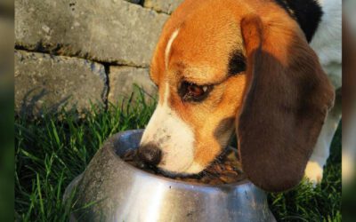 Cachorro sem apetite: causas e formas para corrigir