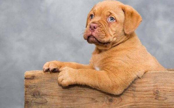 dicas para prolongar a vida do seu cachorro