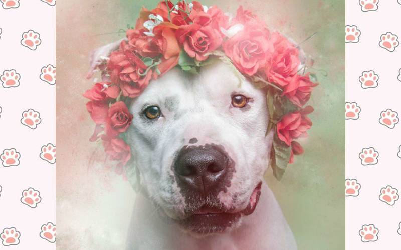 Fotógrafa clica pitbulls para ajudá-los na adoção Fotógrafa clica pitbulls para ajudá-los na adoção