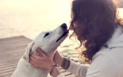 Por que os cachorros lambem os tutores?