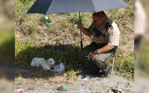 Policial adota cachorra depois de salvá-la do calor extremo policial-adota-cachorra-salva-por-ele-mesmo