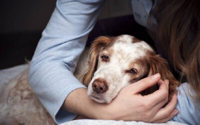 Qual remédio pode dar para cachorro com dor?