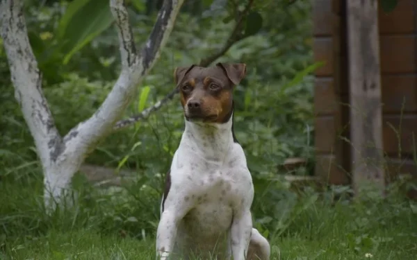 Raças brasileiras de cachorros