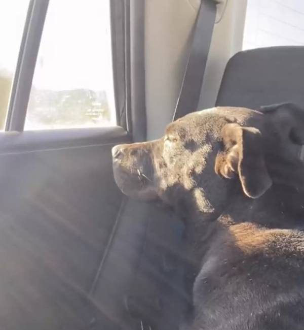 A alegria de uma cachorra grávida ao ver que está sendo resgatada A alegria de uma cachorra grávida ao ver que está sendo resgatada