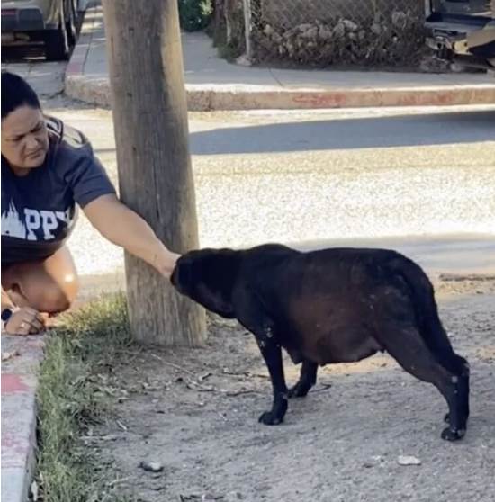 A alegria de uma cachorra grávida ao ver que está sendo resgatada A alegria de uma cachorra grávida ao ver que está sendo resgatada