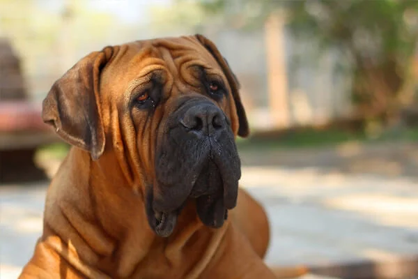 Quais raças de cachorro estão entrando em extinção?