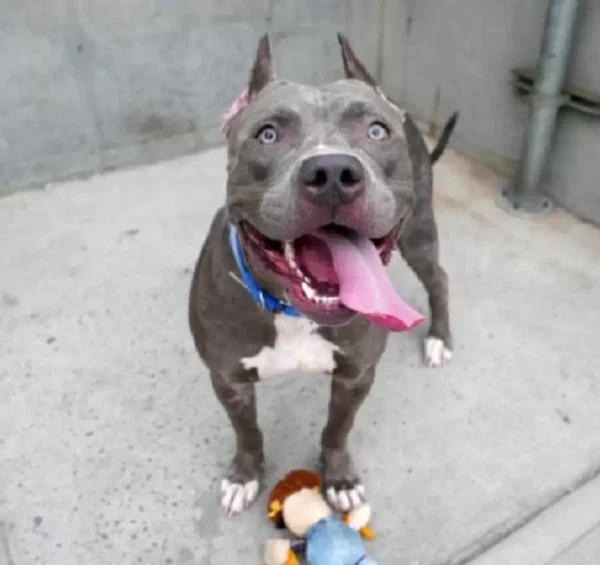 Cachorra abandonada se apega a bicho de pelúcia que era seu brinquedo favorito Cachorra abandonada se apega a bicho de pelúcia que era seu brinquedo favorito