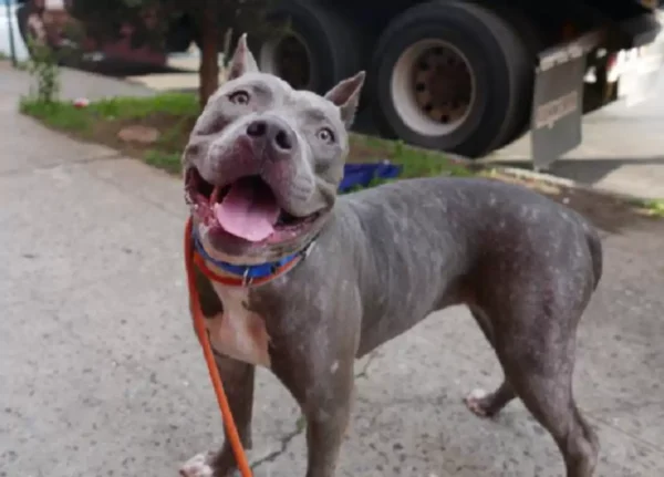 Cachorra abandonada se apega a bicho de pelúcia que era seu brinquedo favorito Cachorra abandonada se apega a bicho de pelúcia que era seu brinquedo favorito