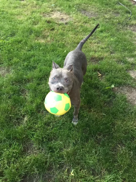 Cachorra abandonada se apega a bicho de pelúcia que era seu brinquedo favorito Cachorra abandonada se apega a bicho de pelúcia que era seu brinquedo favorito