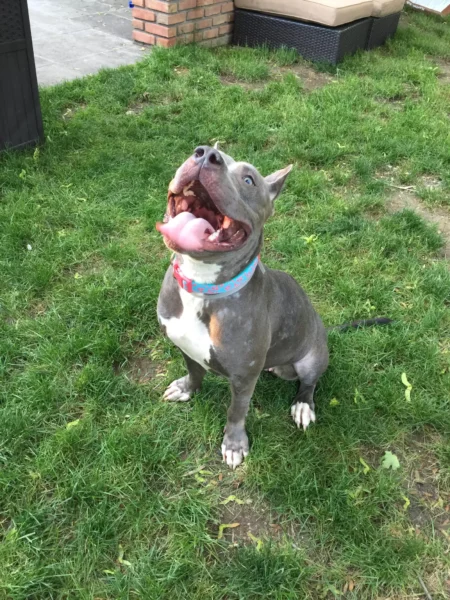 Cachorra abandonada se apega a bicho de pelúcia que era seu brinquedo favorito Cachorra abandonada se apega a bicho de pelúcia que era seu brinquedo favorito