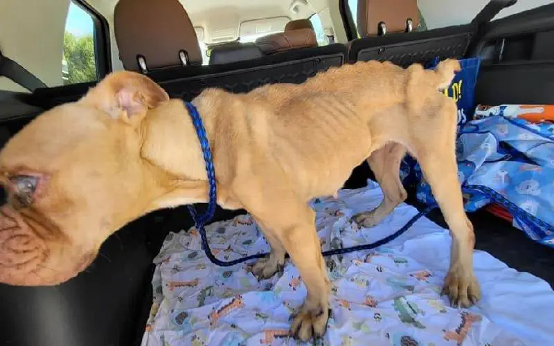 Depois de muito sofrer, cachorra abusada na reprodução encontra um novo lar cachorra-abusada-na-reproducao-encontra-um-novo-lar