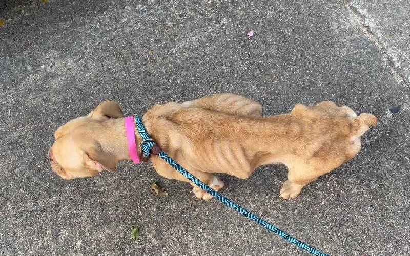 Depois de muito sofrer, cachorra abusada na reprodução encontra um novo lar cachorra-abusada-na-reproducao-encontra-um-novo-lar