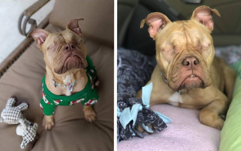 Depois de muito sofrer, cachorra abusada na reprodução encontra um novo lar cachorra-abusada-na-reproducao-encontra-um-novo-lar
