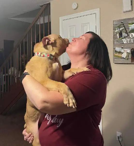 Depois de muito sofrer, cachorra abusada na reprodução encontra um novo lar cachorra-abusada-na-reproducao-encontra-um-novo-lar