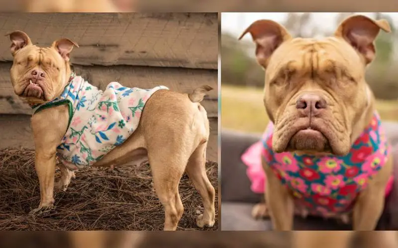 Depois de muito sofrer, cachorra abusada na reprodução encontra um novo lar cachorra-abusada-na-reproducao-encontra-um-novo-lar