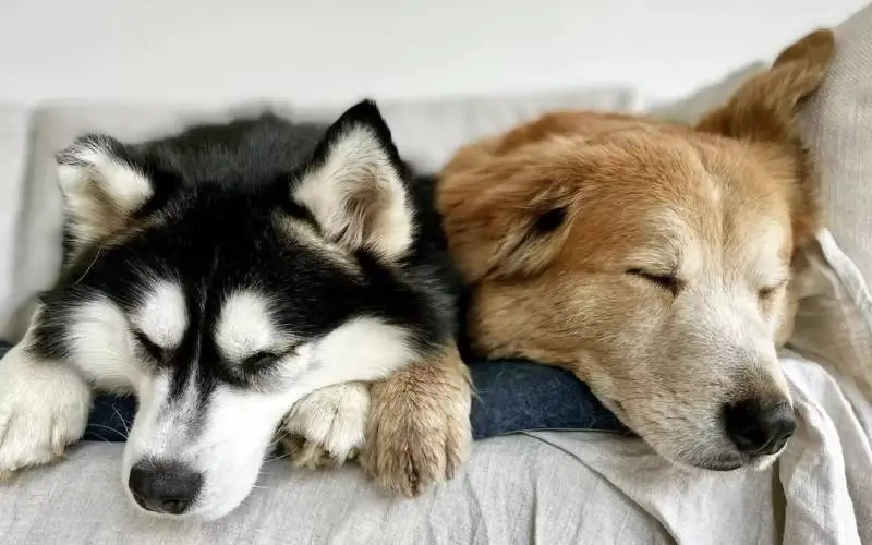 Cachorra cega estava com medo de descer as escadas até seu irmão lhe mostrar como cachorra-cega-aprende-a-descer-as-escadas