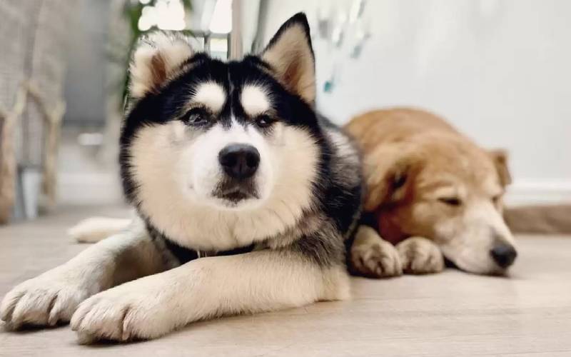 Cachorra cega estava com medo de descer as escadas até seu irmão lhe mostrar como cachorra-cega-aprende-a-descer-as-escadas