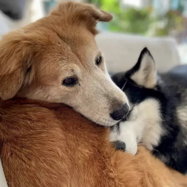 Cachorra cega estava com medo de descer as escadas até seu irmão lhe mostrar como cachorra-cega-aprende-a-descer-as-escadas