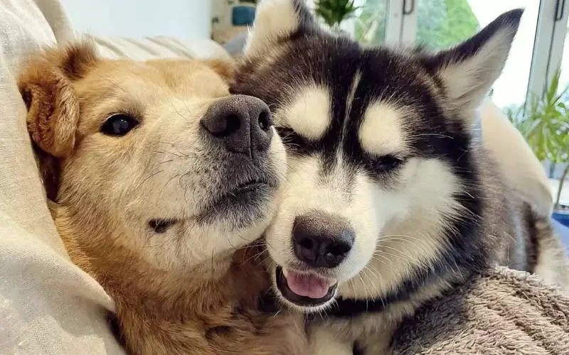 Cachorra cega estava com medo de descer as escadas até seu irmão lhe mostrar como cachorra-cega-aprende-a-descer-as-escadas