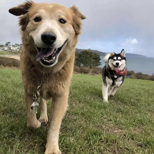 Cachorra cega estava com medo de descer as escadas até seu irmão lhe mostrar como cachorra-cega-aprende-a-descer-as-escadas