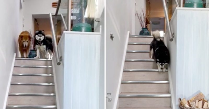 Cachorra cega estava com medo de descer as escadas até seu irmão lhe mostrar como cachorra-cega-aprende-a-descer-as-escadas