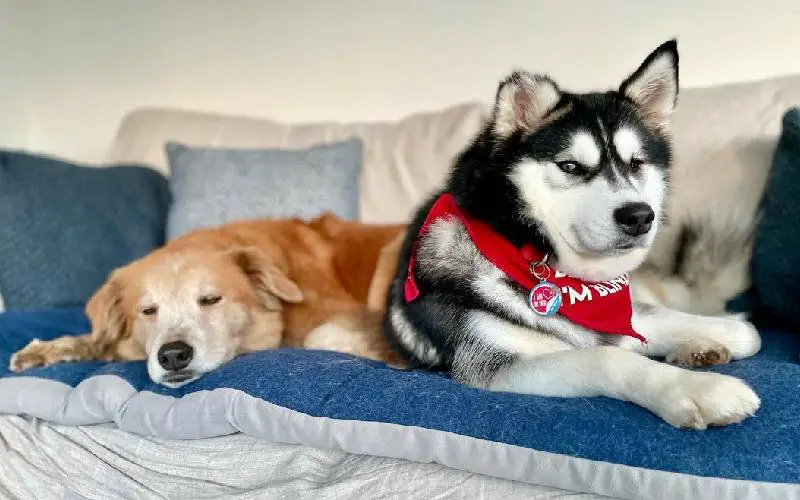 Cachorra cega estava com medo de descer as escadas até seu irmão lhe mostrar como cachorra-cega-aprende-a-descer-as-escadas