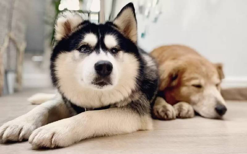 Cachorra cega estava com medo de descer as escadas até seu irmão lhe mostrar como cachorra-cega-aprende-a-descer-as-escadas